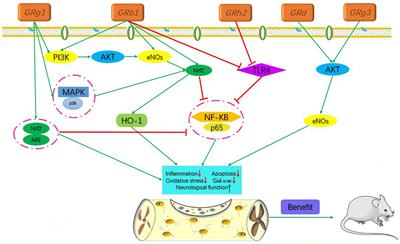 Mechanisms of ginsenosides exert neuroprotective effects on spinal cord injury: A promising traditional Chinese medicine